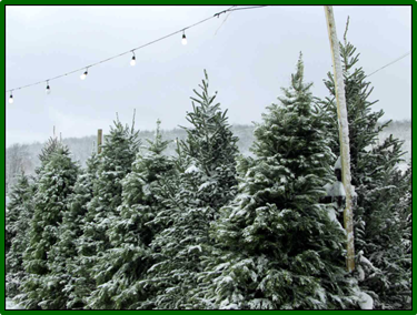 Don’t Forget to Stop and Smell… the Pine Needles!!